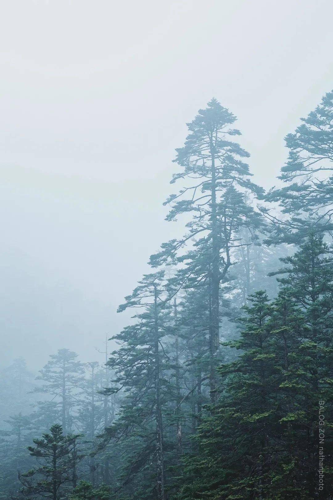 巫师之徒
